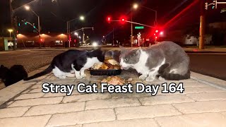 Stray Cat Feast Day 164 by SW 157 views 1 month ago 1 hour, 23 minutes