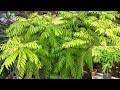 Grow and care guide for Curry Leaf Plant (curry patta plant); a herbal & medicinal plant