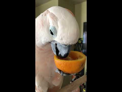 sweetwater Precious Cockatoo drinks orange juice from orange