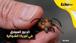 بعد فيروس كورونا.. أكبرِ وأخطر دبابير العالم القاتلة تغزو ولاية واشنطن الأمريكية