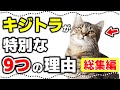 【キジトラ総集編】キジトラ猫・キジ白猫の特徴