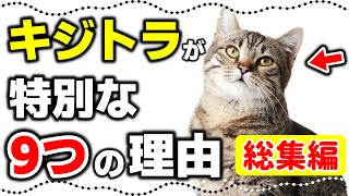 【キジトラ総集編】キジトラ猫・キジ白猫の特徴