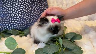 MINDY #4  PRECIOUS SEAL MITTED FEMALE $1300 AVAILABLE JANUARY 27, 2024. by Lori 184 views 3 months ago 1 minute, 36 seconds