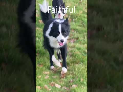 why BORDER COLLIES are the smartest dogs ever  #bordercollie #sheepdog #herdingdog