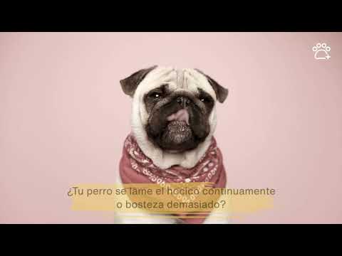 Video: ¿Por Qué Mi Perro… Lame El Hocico De Otros Perros?