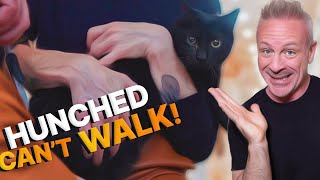 Chiropractor HELPS Kitten with CRAZY Hunched Back ~ STRUGGLES to WALK!