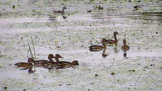 Lesser Whistling Ducks.