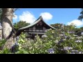 本土寺（松戸市）　見頃の紫陽花　2016-6-14