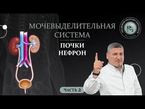 Мочевыделительная система. Почки. Нефрон. Часть 2 / Urinary system part 2