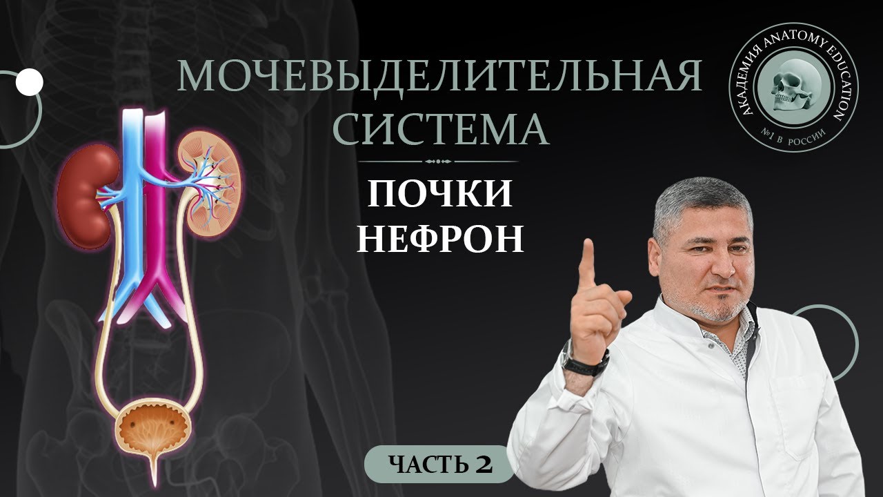 Мочевыделительная система. Почки. Нефрон. Часть 2 / Urinary system part 2