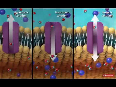 Video: Is osmosediffusie aktief of passief?