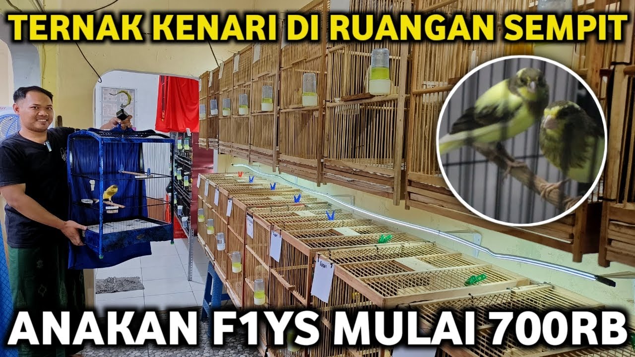 AWALNYA CUMA ISENG BARU 1 TAHUN TERNAK KENARI TAPI PANEN LANCAR AWH KENARI BOYOLALI