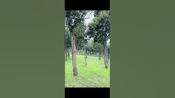 القارئ عمر الهاشمي #القرآن_الكريم