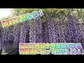 埼玉天然記念物藤棚のある青葉園に行ってきました。