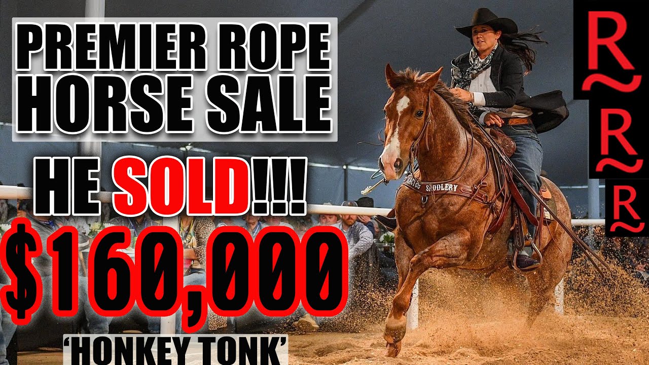 RANCHO RIO ROPE HORSE SALE 2023 WICKENBURG AZ YouTube