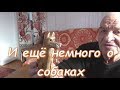 И ещё немного о собаках