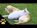 Pigs Are Awesome: Compilation