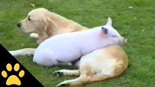 Pigs Are Awesome: Compilation