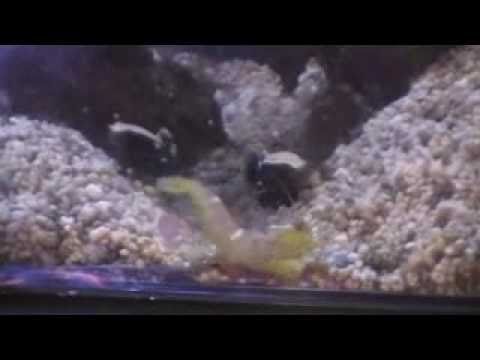 white cap goby pair