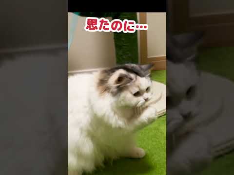 新しいオモチャに自信を失くす猫 #Shorts