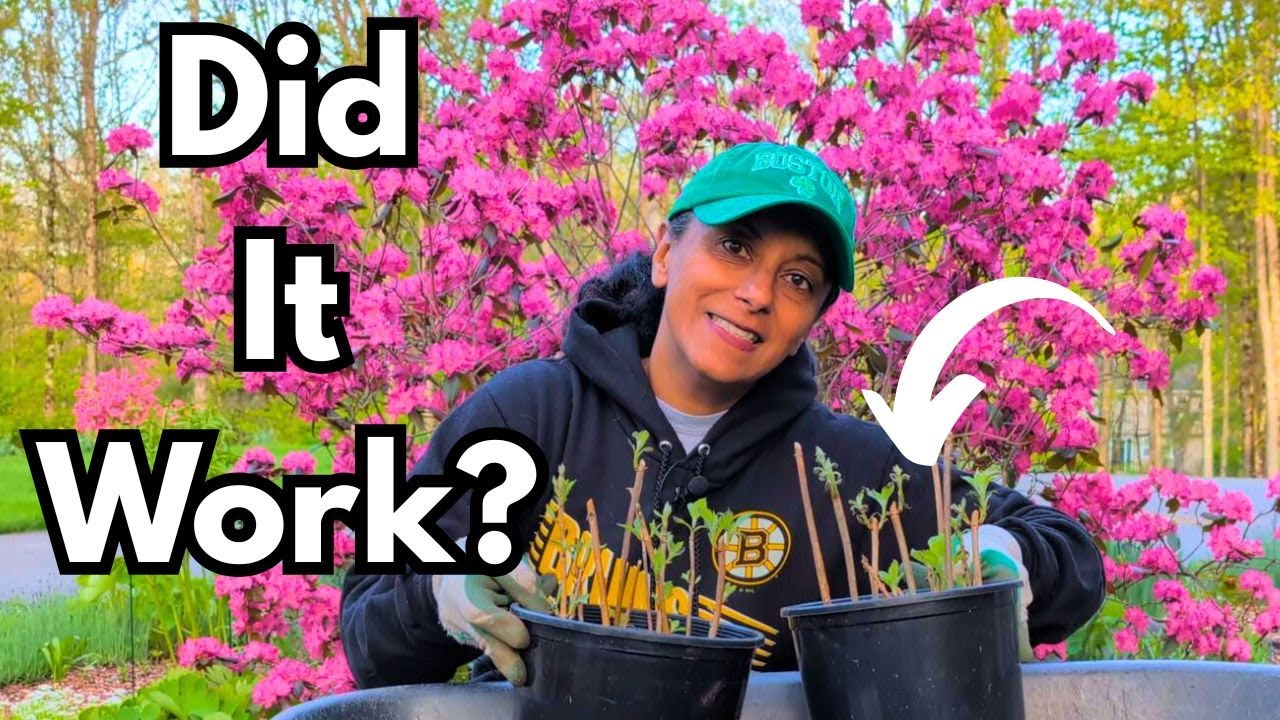 Hardwood Cuttings UPDATE | Propagate Roses Hydrangeas Forsythias