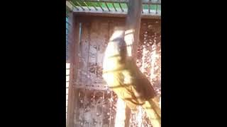 Burung meongan gancor cor