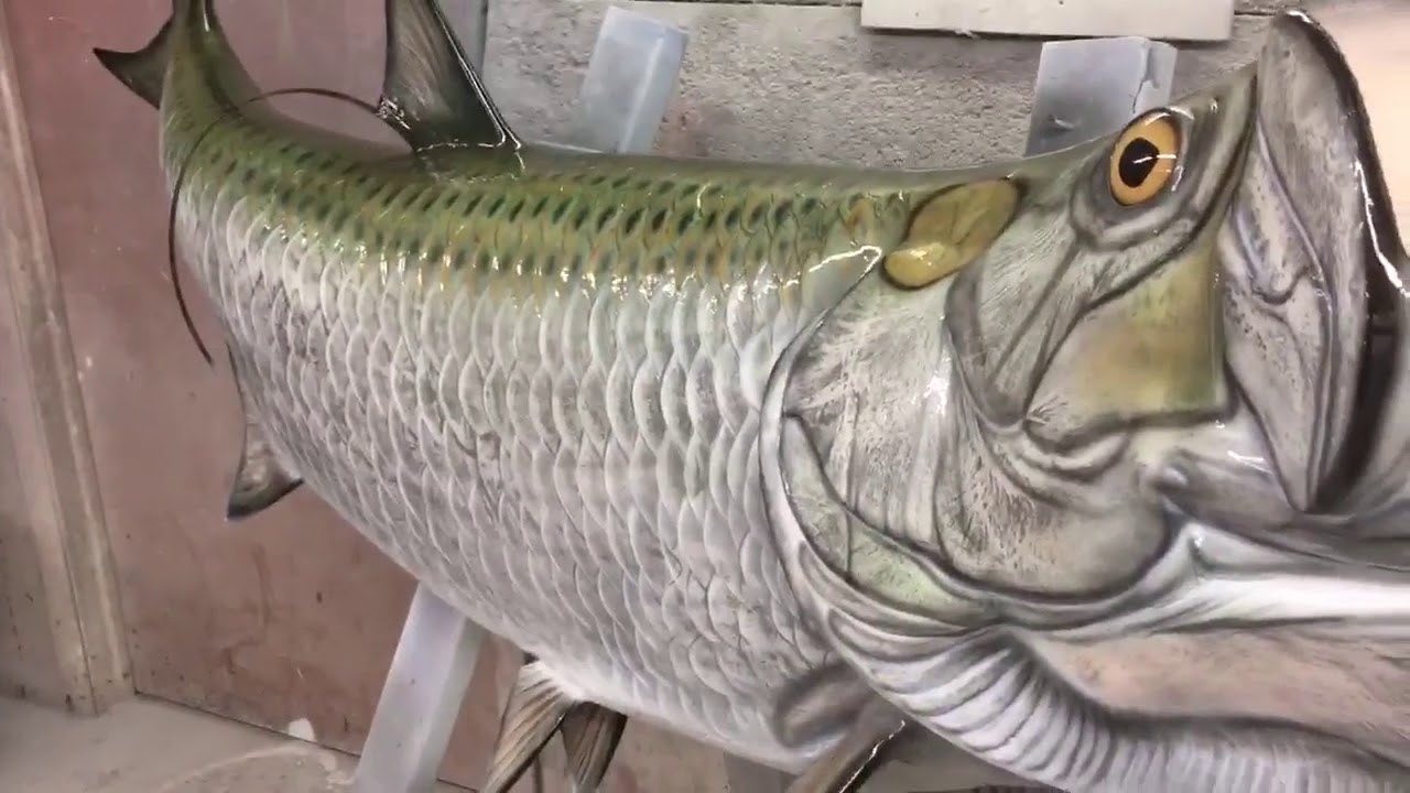 Tarpon Fish Mount YouTube