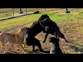 Cane Corso attacked and bullied at dog park