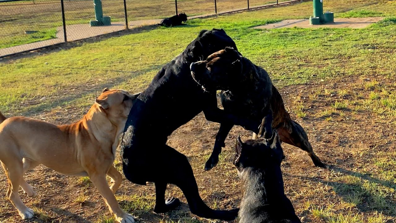 Cane Corso attacked and bullied at dog park YouTube