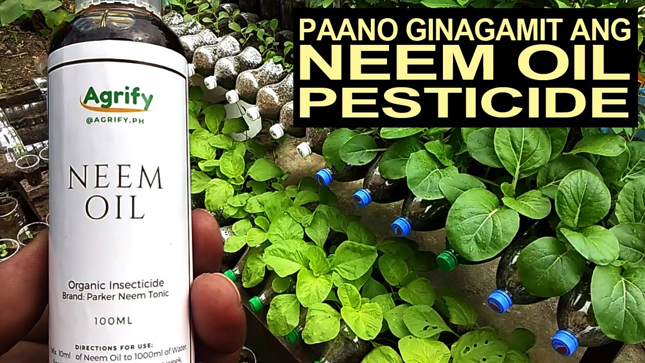 Paano Ginagamit Ang Neem Oil As Pesticide/Fungicide YouTube