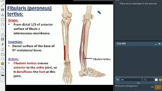 Muscles of the Leg and Foot - Dr. Ahmed Farid