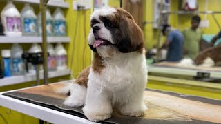 First hair cut of Shih Tzu puppy | How much it costs ? | Best pet saloon in Kolkata