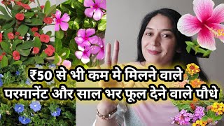 ₹50 से भी कम मे मिलने वाले परमानेंट और साल भर फूल देने वाले पौधे