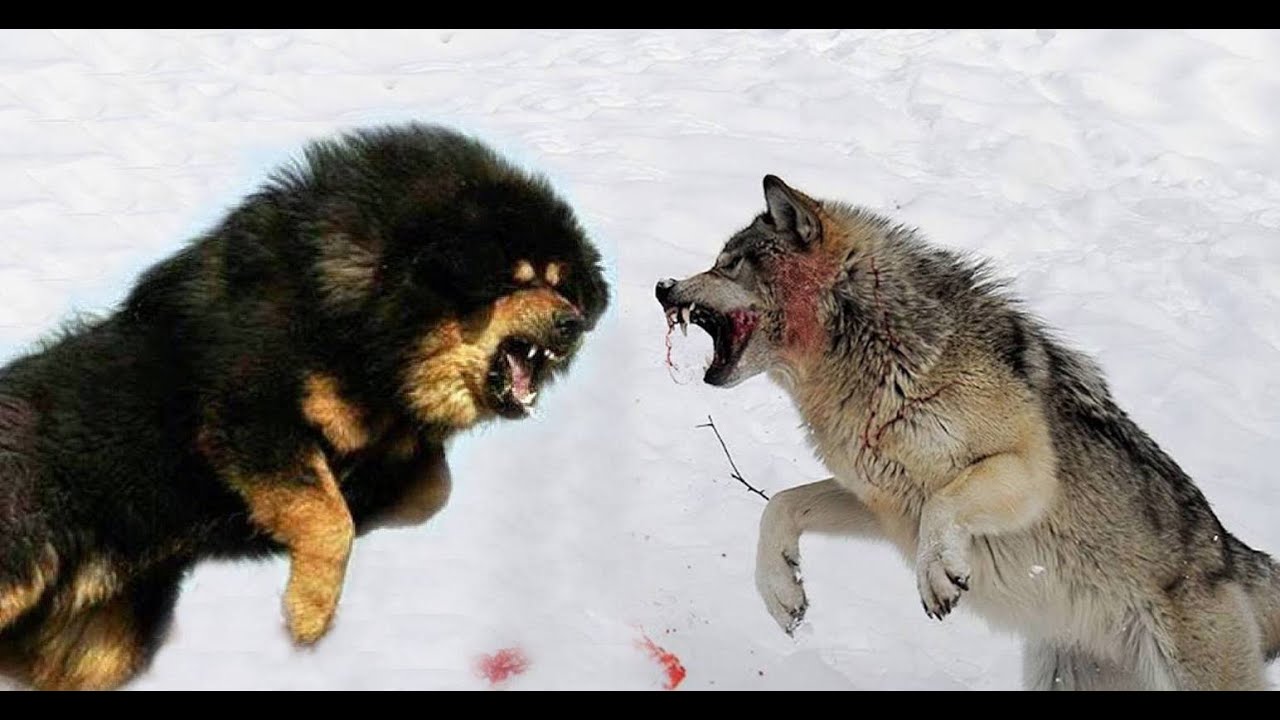 CHINESE TIBETAN MASTIFF Vs WOLF - The Wolf King of Mongolia - YouTube