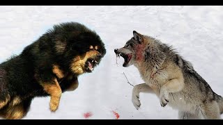 CHINESE TIBETAN MASTIFF Vs WOLF - The Wolf King of Mongolia