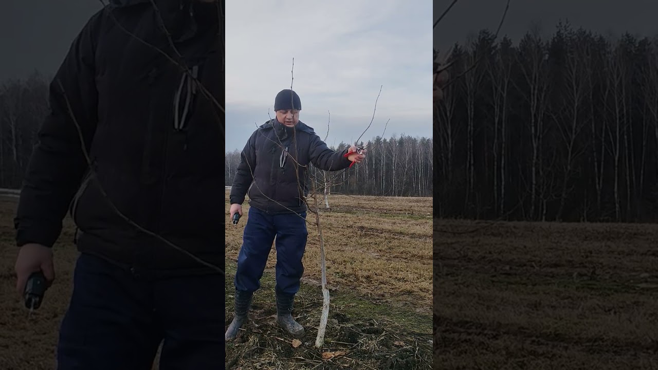 Обрезка фундука привитого на медвежий орех.  Формирование чашей. Два года после посадки. Март 2026. 