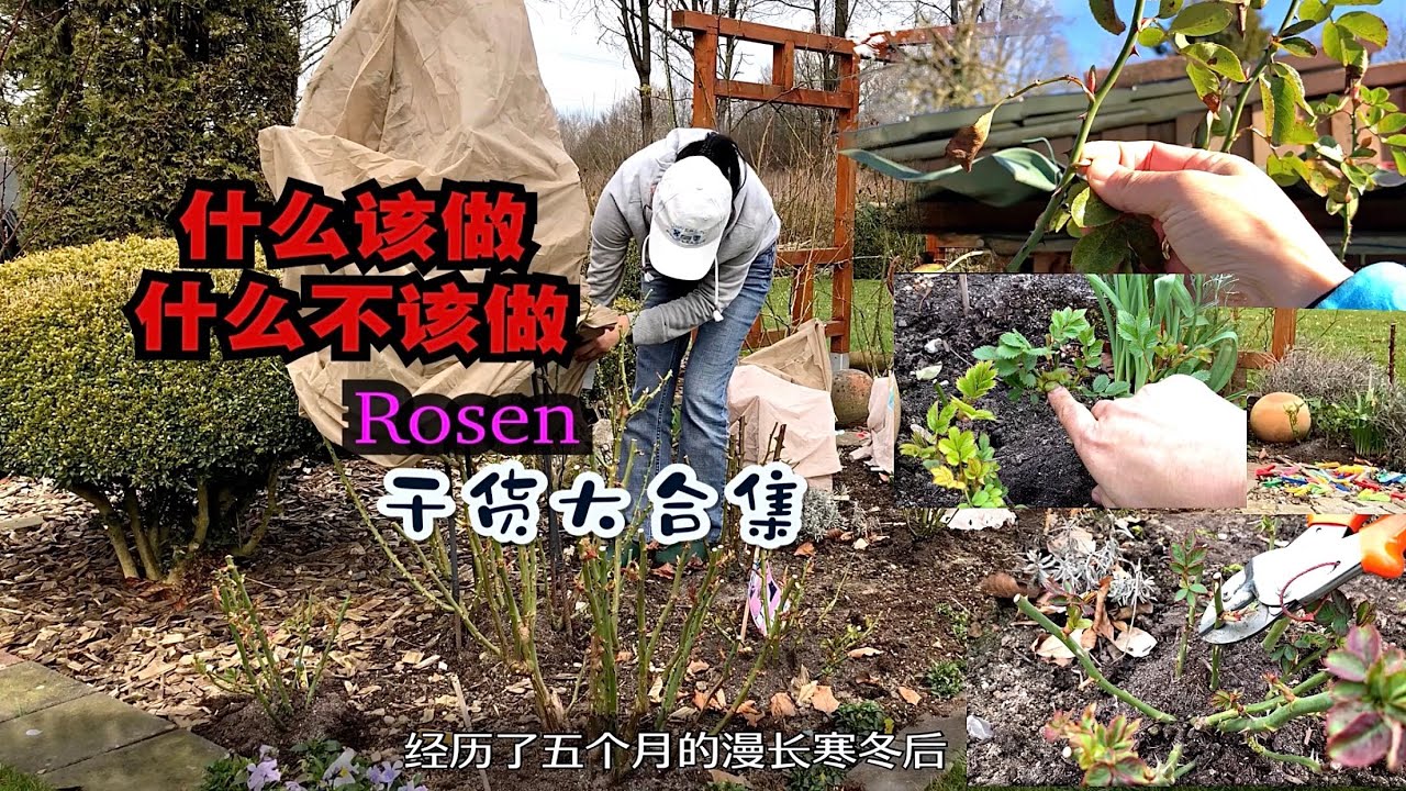 初春月季种植养护五大重点/要点/注意事项/独一无二大合集分享/灌木/藤本/月季种得好不好就看现在做得好不好/决定一整年的长势关键/28.03.2023