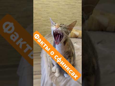 Правда о сфинксах #кошки #сфинксы #сфинкс #кошка #котята #котенок