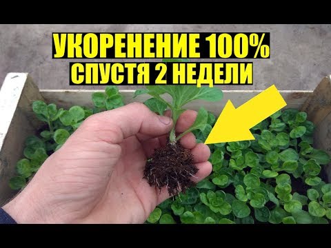 Черенкование ампельной петунии