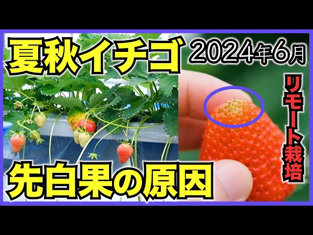 ③苺 Air Jordan 11 Cherry (GS) - 378038-116 Raffles & Where to Buy