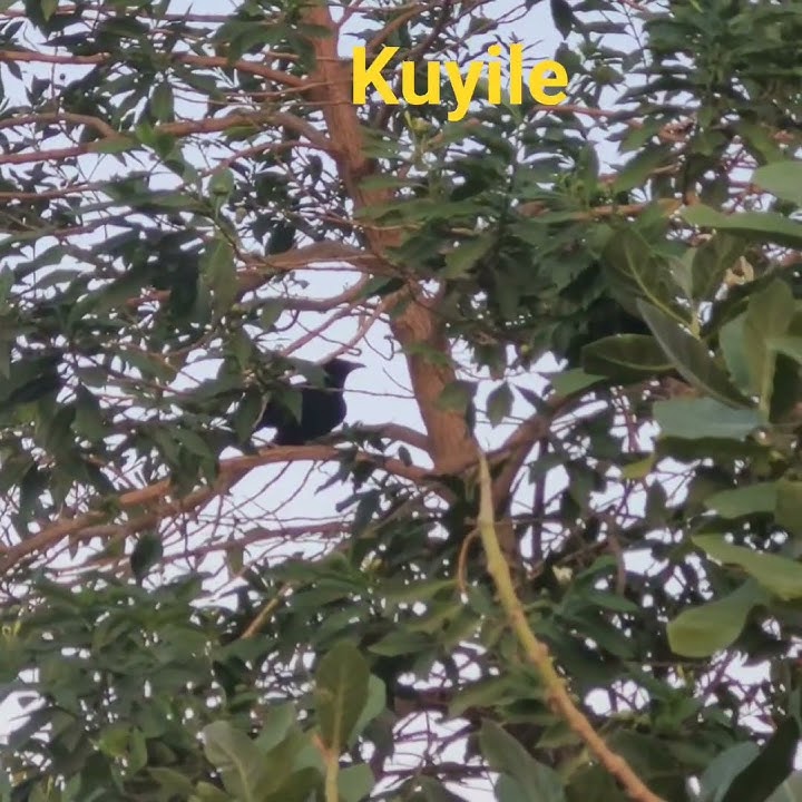enna alaghu kuyil!#trending #birdslovers #viralvideo