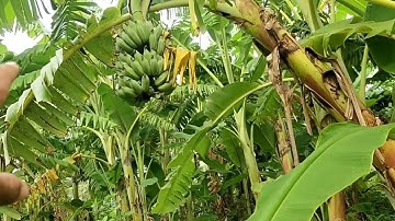 Trồng chuối tây thái lan cho năng suất cao cải tạo đất chống sói mòn và hạn hán