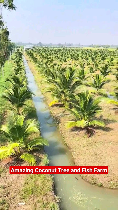 Amazing Coconut Tree and Integrated Fish Farm #shorts