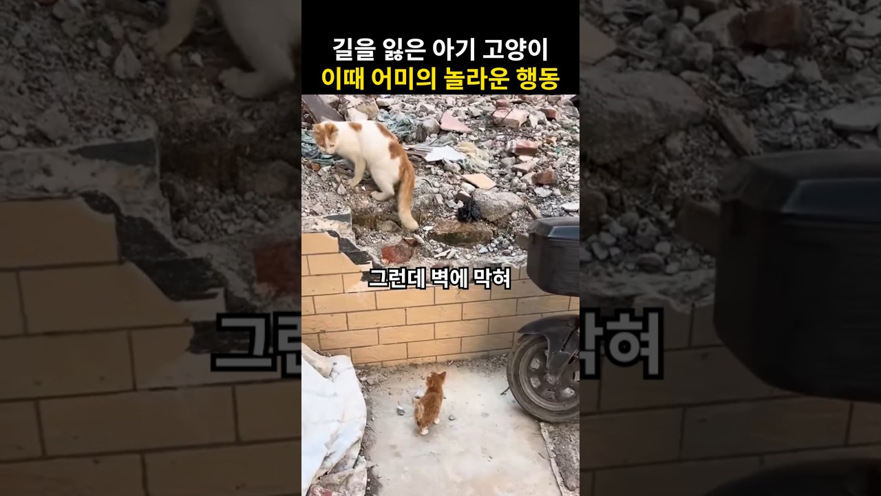 길을 잃은 아기 고양이를 발견한 엄마 고양이의 행동