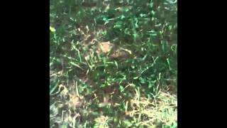 Nc Red Nose Pit Bull Gyp