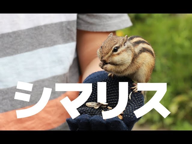 オホーツクシマリス公園で餌やり体験 北海道網走市 Chipmunk Park At Abashiri Hokkaido Youtube オホーツクシマリス公園で餌やり体験 北海道網走市 Chipmunk Park At Abashiri Hokkaido Youtube