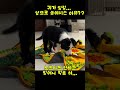 보더콜리 보니는 외모비수기중 | 귀가 왜 앞으로 쏠리지??왜?? #강아지일상 #보더콜리 #강아지 #doglover