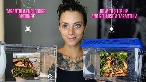 Tarantula Enclosure Options... How To Set Up and Rehouse A Tarantula!