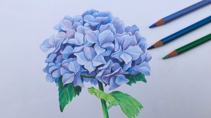 Colored Pencil Hydrangea Tutorial with Jennifer Morrison