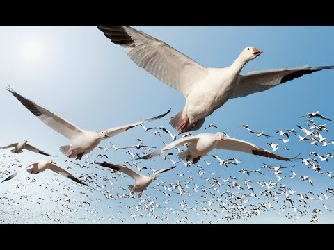Чиж. Летят перелётные птицы